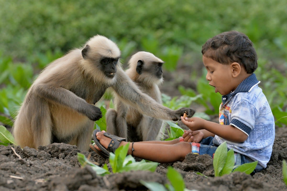 Representational image showing an Indian child feeding monkeys  (AFP via Getty Images)