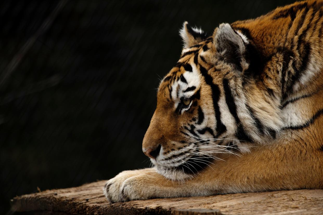 Nuri, an Amur tiger, keeps her eyes on the goings on next to her enclosure at the Mesker Park Zoo & Botanic Garden March 18, 2021.