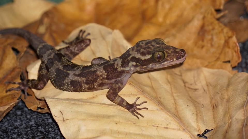 A Cyrtodactylus binhdinhensis, or Binh Dinh bent-toed gecko, perched on a leaf.