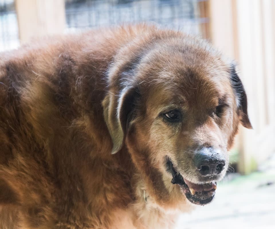 This internet-famous dog’s mysterious backstory was finally discovered — and it will 100% make you cry