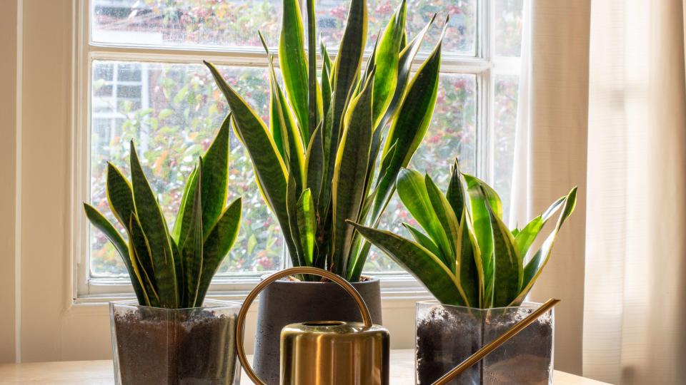 Group of three sanseveria plants in front of a window