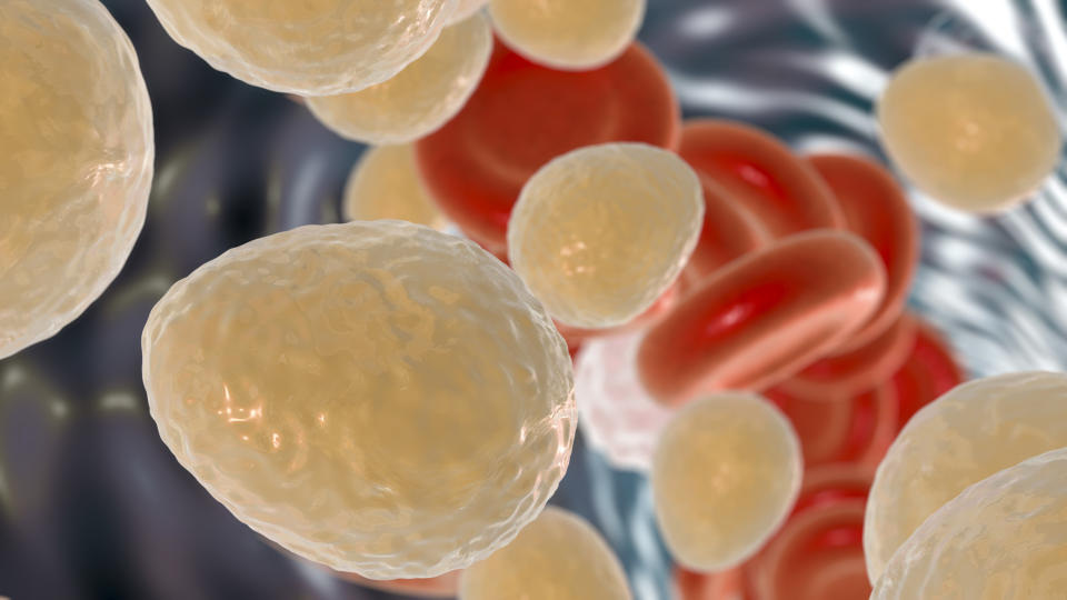 Ilustración por computadora del hongo unicelular Candida auris. identificado por primera vez en 2009. C. auris was first identified in 2009/Getty Images.