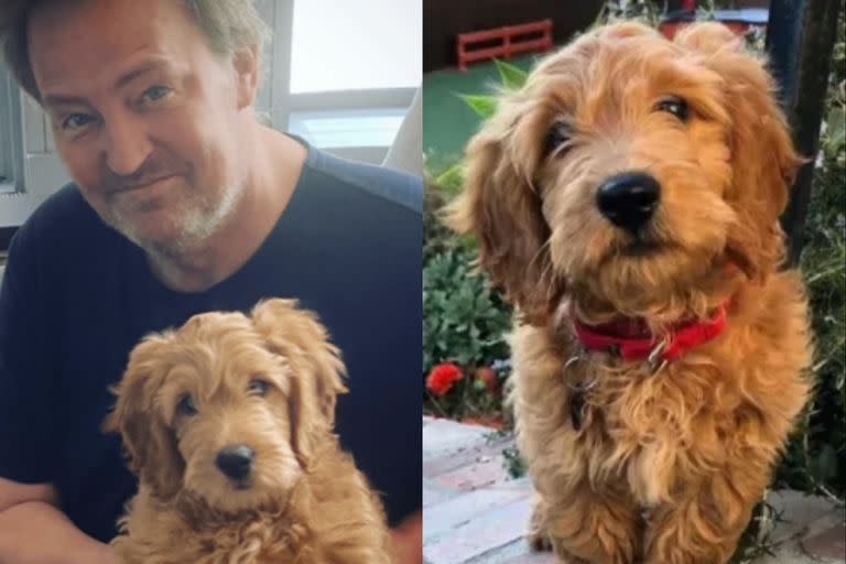 Alfred, el perro cercano a Matthew Perry que generó mucha preocupación entre sus fanáticos