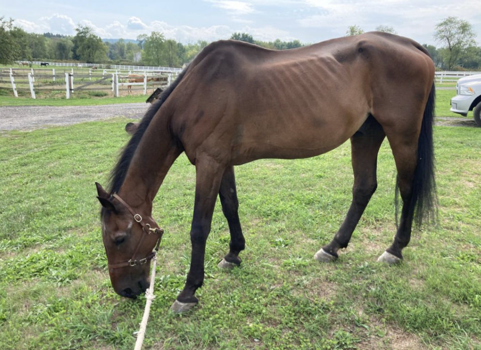 Ryder has been euthanised two months after his collapse (Maple Hill Farm Sanctuary)