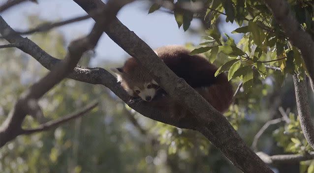 Animals at Symbio Wildlife Park had to hold on tight to avoid being blown away. Picture: Symbio Wildlife Park