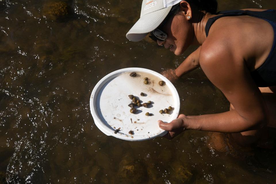 Sray Campanile thinks her parents' knack for foraging came from when they were living in Cambodia. In California, her parents would take her hunting for wild asparagus, mushrooms and beetles.