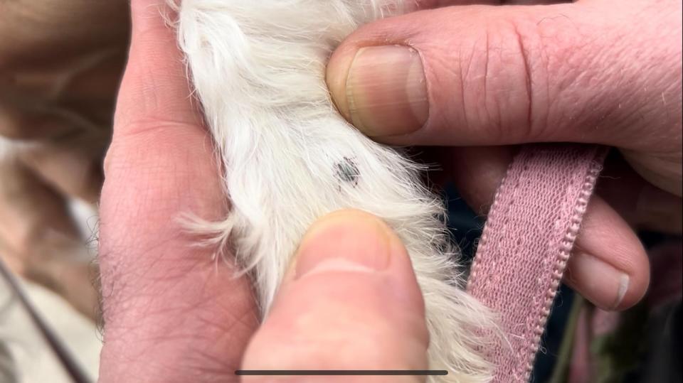 Rob Bull said he removed the majority of Roxy's ticks by hand, but needed to use a tick removal device to remove some.