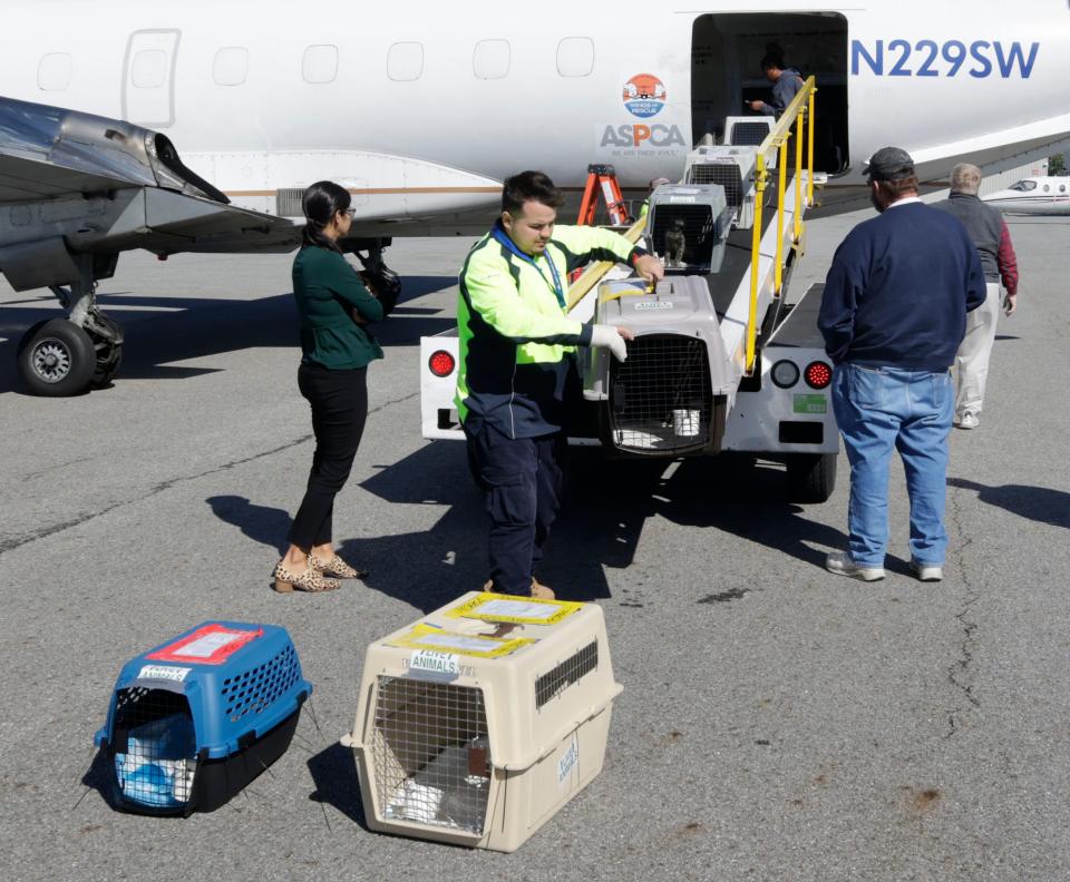 Cats in crates are unloaded from an airplane at Worcester Regional Airport Tuesday morning. About 50 cats from a rescue shelter in Florida were flown here ahead of Hurricane Ian.