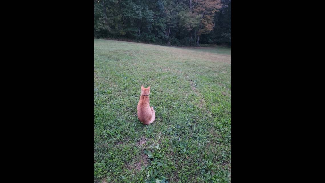 Oliver was used to spending time outdoors, but he would always come back, Halie Kutscher said. 