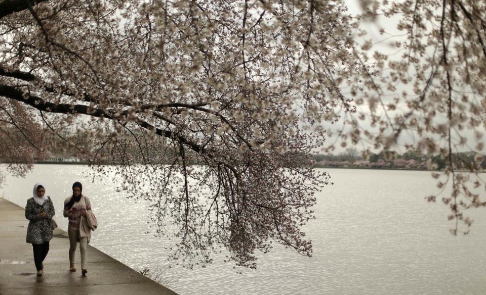 Women walk past emerging cherry blossom trees around the Tidal Basin in Washington