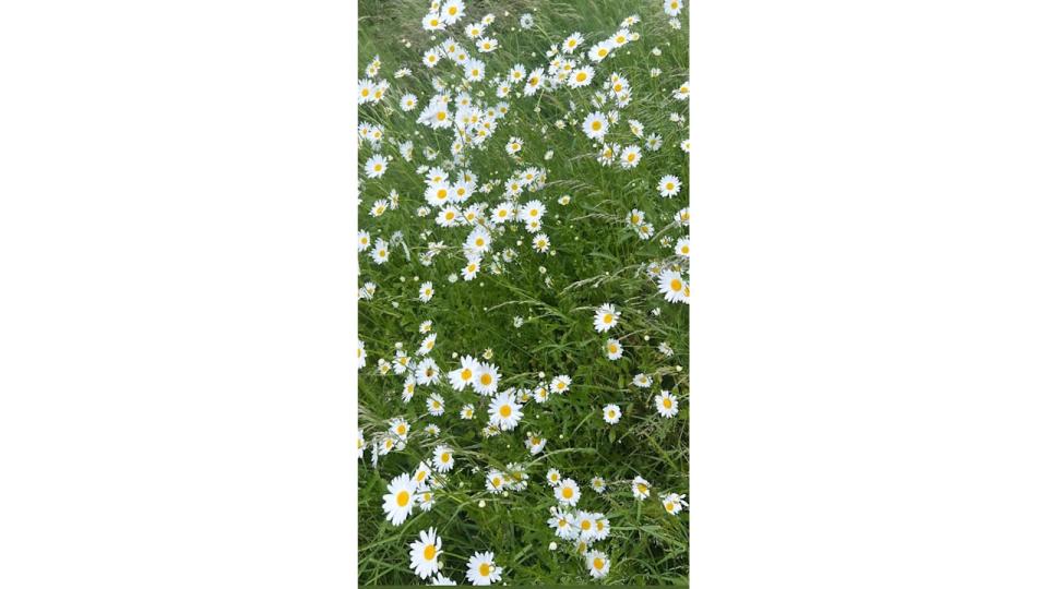 Carrie showed off the beautiful daisies in her family garden