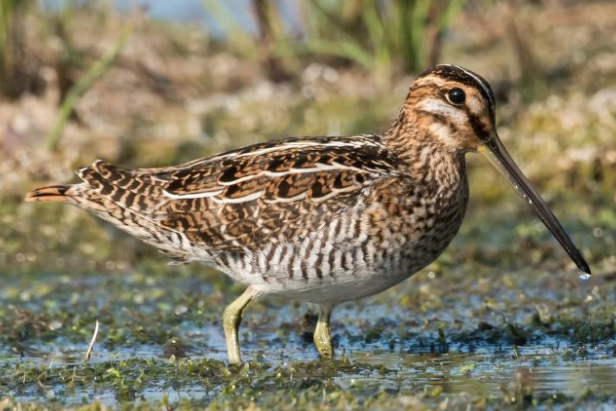 Wilson's Snipe is among birds that can be found in Kansas.