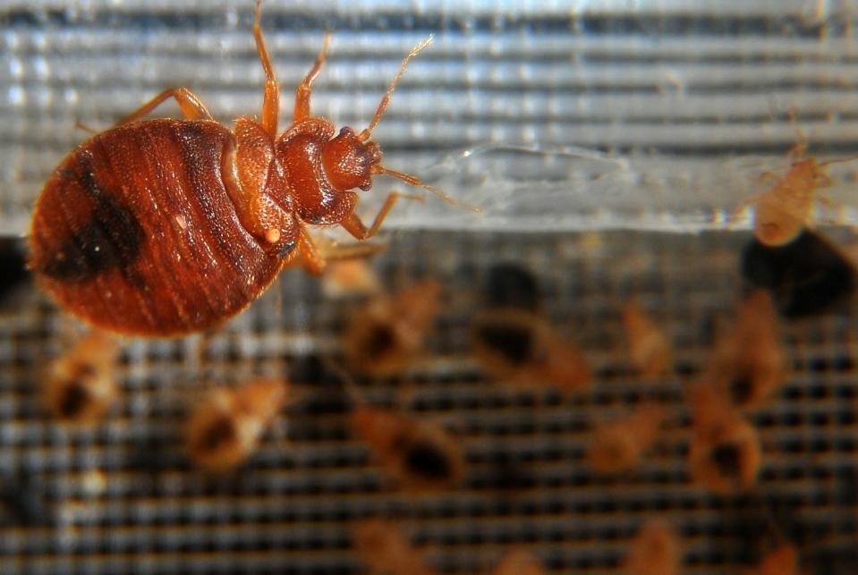 Bed bugs crawl around in a container on display during the National Bed Bug Conference in Washington, D.C., in 2011.