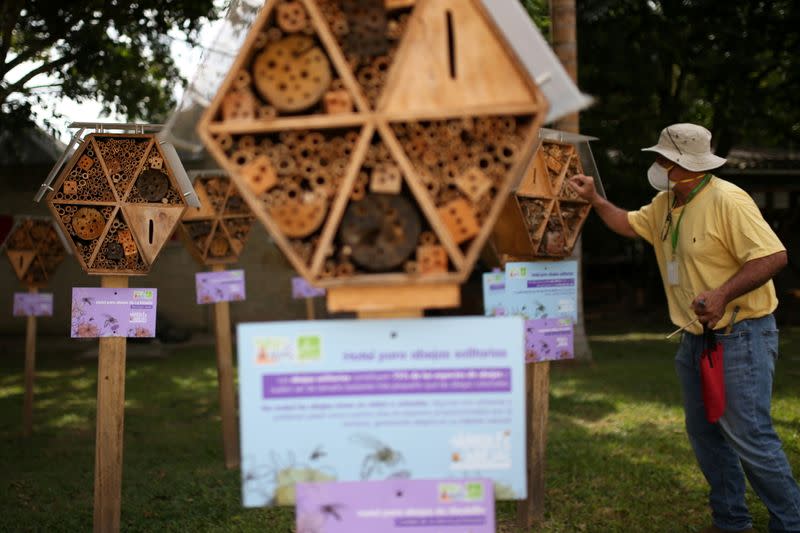 Valencia cleans the structure of a wooden hotel for solitary bees made by AMVA in Barbosa