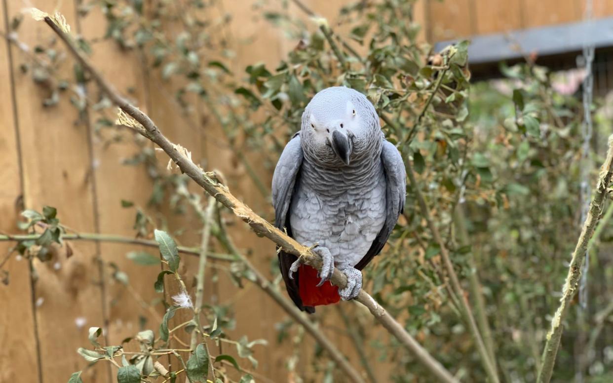 An African grey parrot, one of five at Lincolnshire Wildlife Centre who were separated after 'setting each other off' with bad language - PA