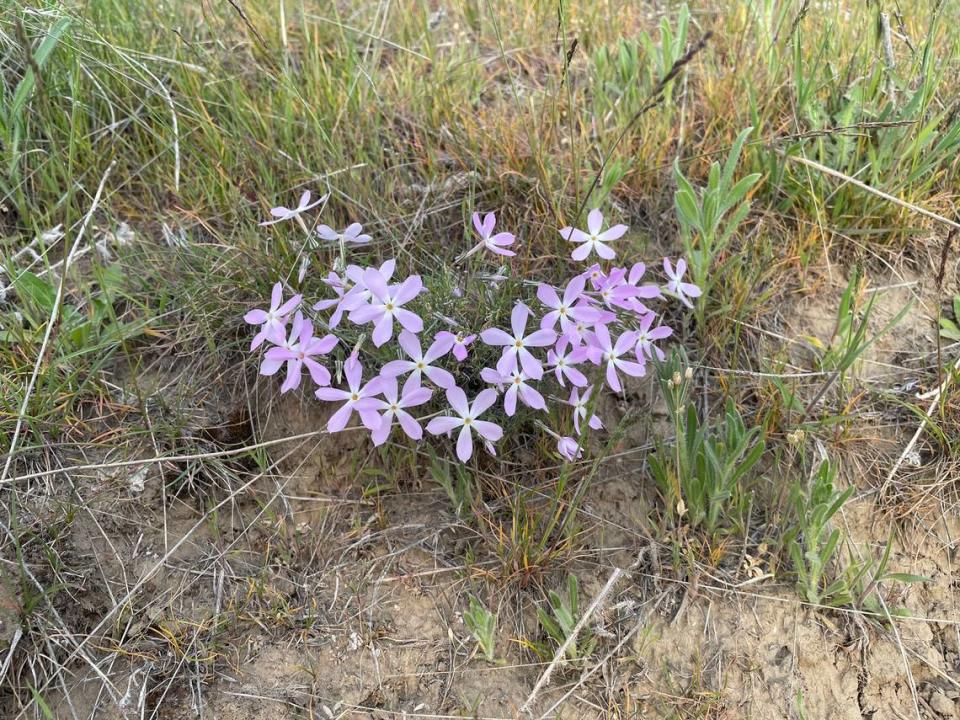 Phlox on Badger Mountain in Richland, Wash.