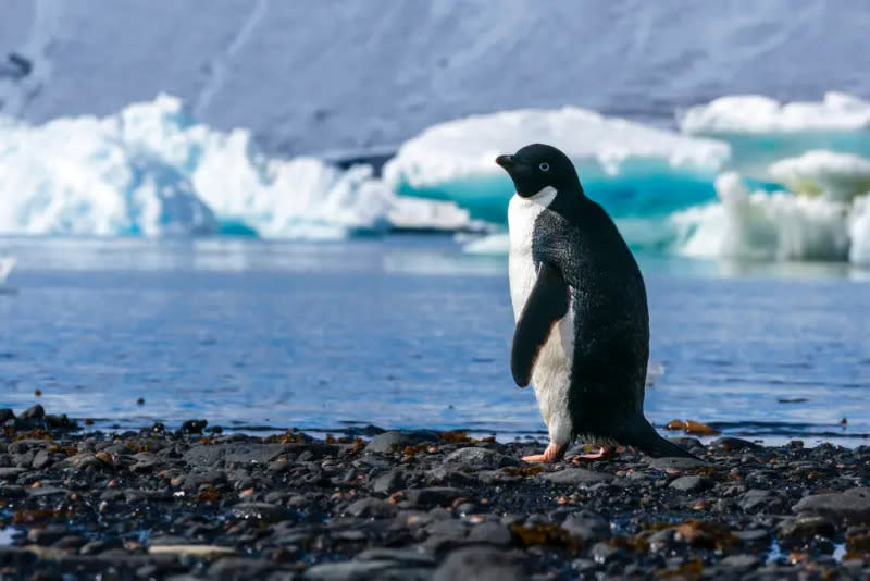 ▲澳洲聯邦大學（Federation University Australia）的研究團隊，3月在南極進行科學考察，發現了至少532隻死亡的阿德利企鵝（Adelie penguins），有數千隻企鵝也被認為已經喪命。（圖／美聯社／達志影像）