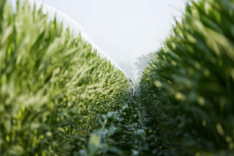 An irrigation pump hydrates a corn field using a water lifting pump near the Po river in Guastalla, Italy, Wednesday, June 15, 2022. The drying up of the river is jeopardizing drinking water in Italy's densely populated and highly industrialized districts and threatening irrigation in the most intensively farmed part of the country. (AP Photo/Luca Bruno)