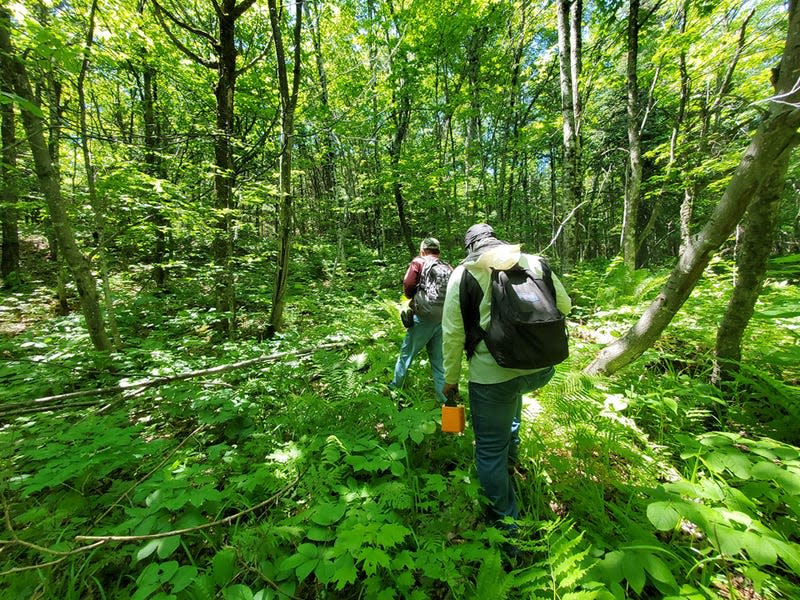 Geologists Chunzeng Wang and Preston Bass in the field near Pennington Mountain. Bass carries a tool called a portable gamma spectrometer.