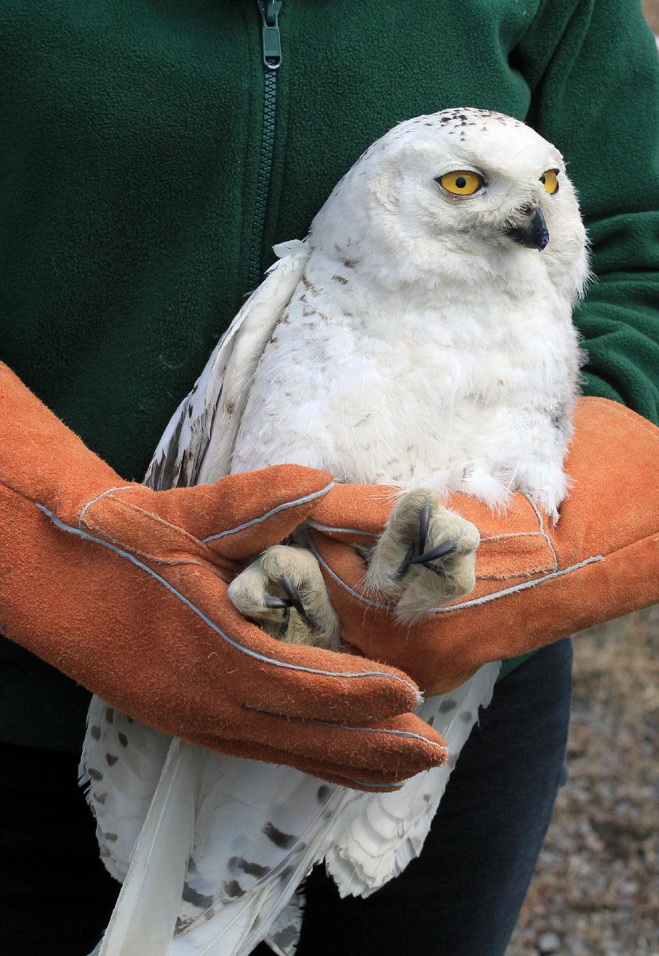 This photo provided by The Raptor Center at the University of Minnesota shows a snowy owl set to be released Saturday April 19, 2014, just outside of Superior, Wis. (AP Photo/The Raptor Center at the University of Minnesota)