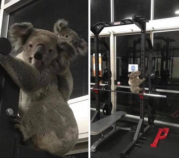 Gym goers at The Results Room has some surprise visitors. Photo: Supplied/Kiriana Giffin