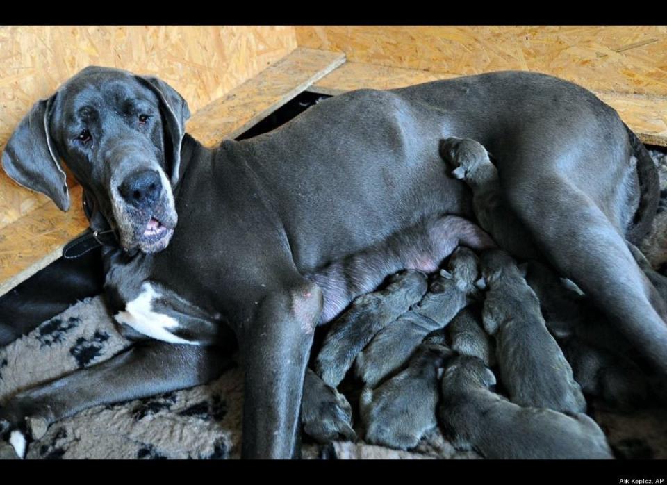 Hania, a 4-year-old Great Dane, feeds her 3-day-old puppies in the Warsaw suburb of Nowa Iwiczna on March 17. Hania gave birth by cesarean section to 17 puppies.
