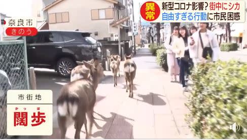 疫情衝擊日本，觀光客驟減，「奈良鹿」餓壞逛進市區覓食。（圖／翻攝日本旅遊粉絲報臉書）