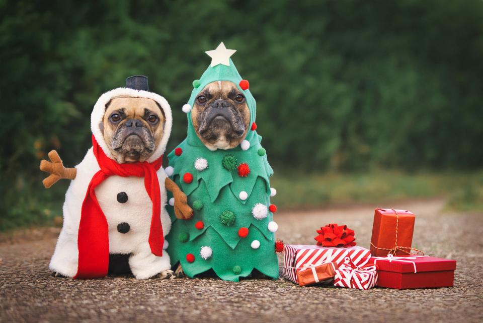 There are plenty of things to consider this holiday season when pets are around.