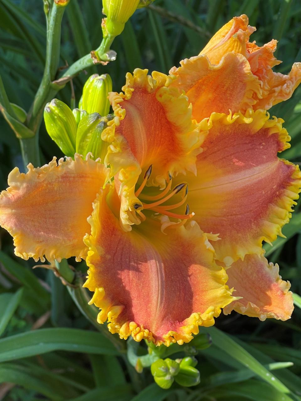 "Bass Gibson," with its bright orange and yellow markings and toothy edges, is one of the most prized varieties in Robert and Ann Anderson's daylily gardens in Door County.