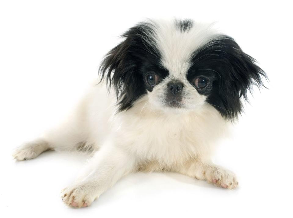 Japanese Chin