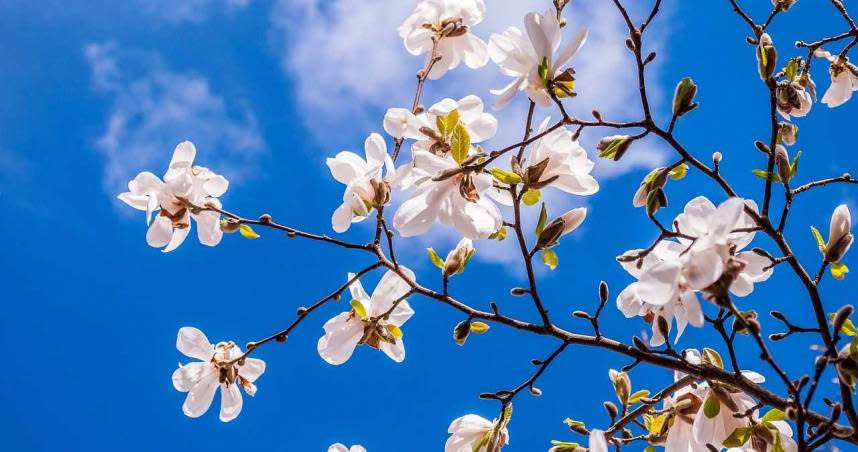 「立春」是二十四節氣中的第一個節氣，表示著春天的開始。（示意圖／翻攝自Pixabay ）