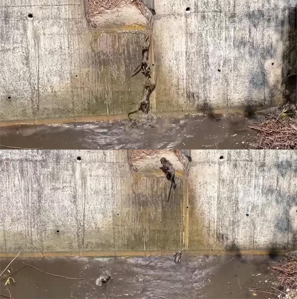 下雨降溫「柴山獼猴」玩瘋了！滯洪池「濕身跳水」畫面融化全網