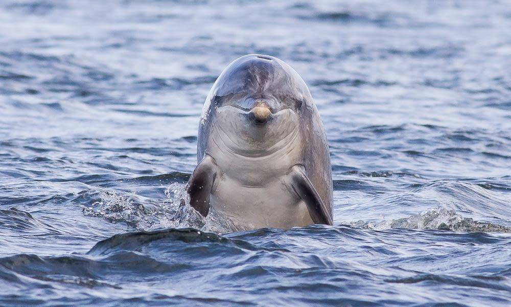 A dolphin in the Moray Firth, Scotland. 