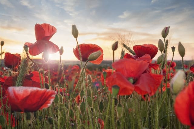 centenary poppy bond