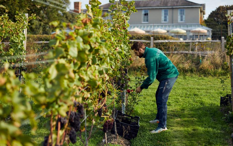 Grape harvest at The Pig's South Downs vineyard