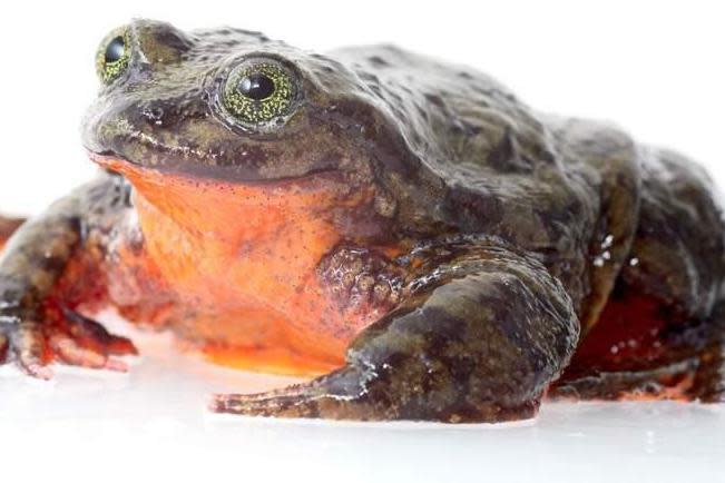 Frog believed to be last of its kind has finally found a mate