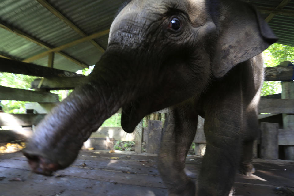 A Sumatran elephant calf that lost half of its trunk, is treated at an elephant conservation center in Saree, Aceh Besar, Indonesia, Monday, Nov. 15, 2021. The baby elephant in Indonesia's Sumatra island has had half of her trunk almost severed off after being caught in what authorities alleged Monday was a trap set by poachers who prey on the endangered species. The trunk had to be amputated to save the elephant’s life.(AP Photo/Munandar)