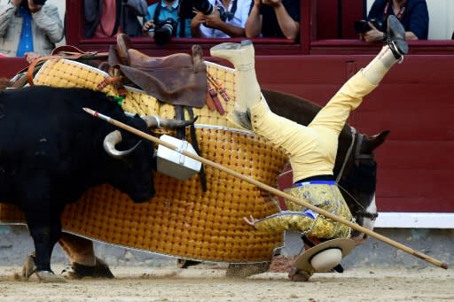 A picador falls from his horse during the San Isidro festival in Madrid