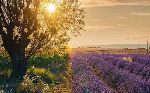 Calming: the rural beauty of Provence - Credit: Getty