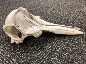 A dolphin skull found in luggage at the Detroit Metropolitan Airport.  / Credit: U.S. Customs and Border Protection