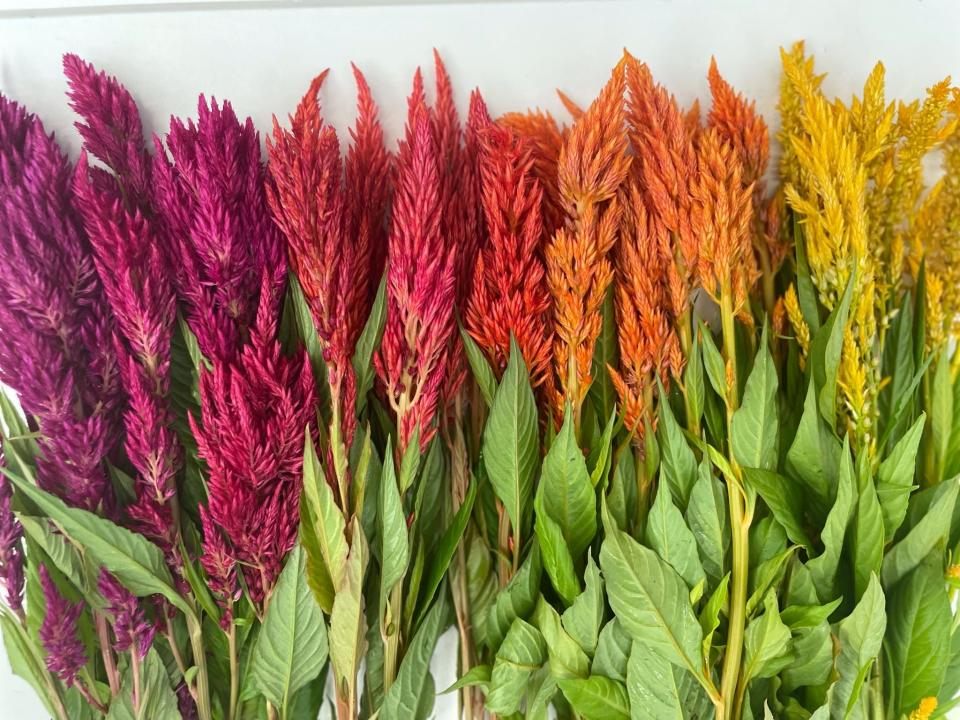 A collection of celosia pictured at Rose Farm, a boutique flower farm in Norwalk.