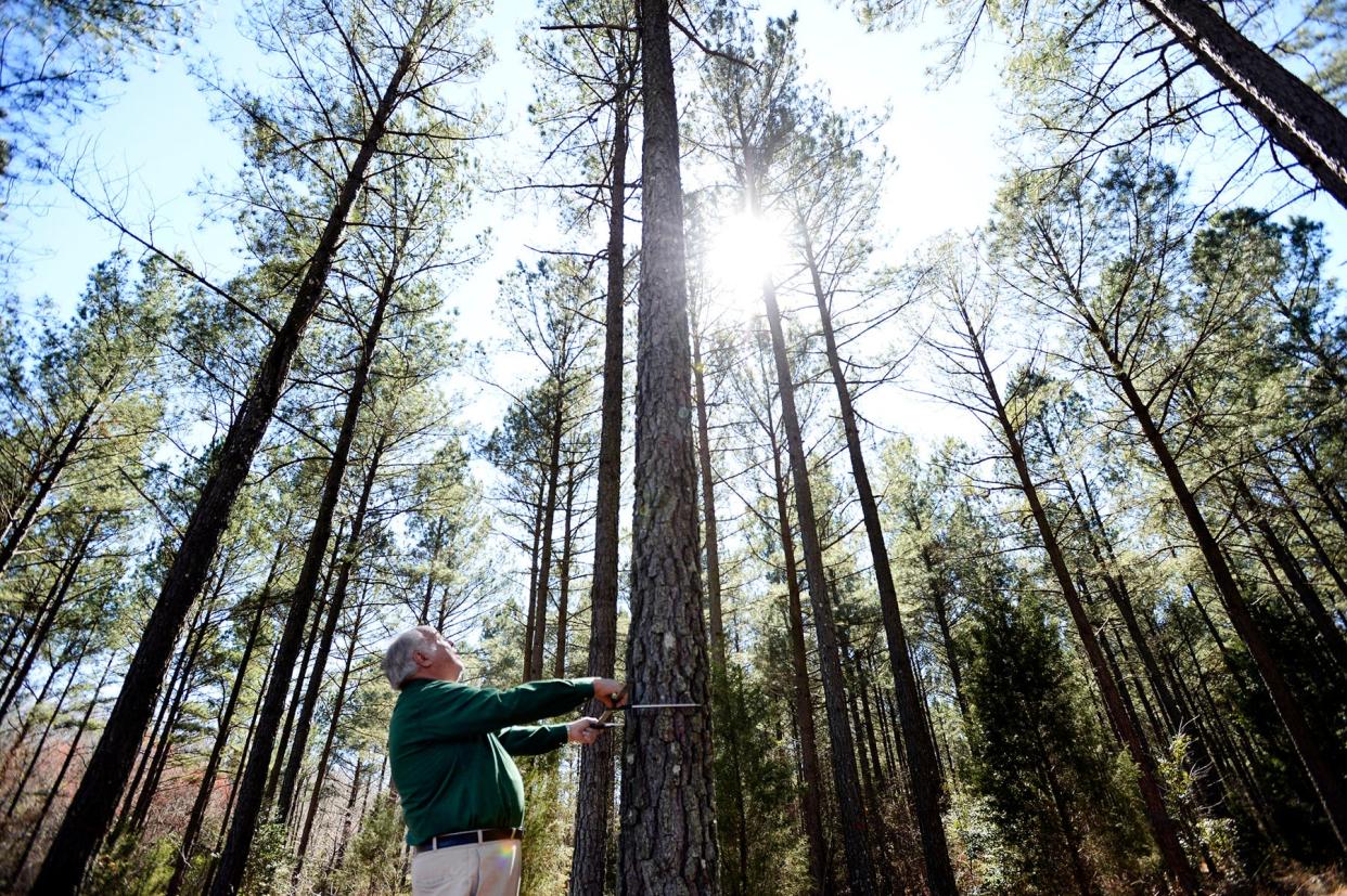 Tree farmer Walt McPhail measures the diameter of a pine tree in a section family owned forest in Belton, SC, on Friday, March 14, 2014.