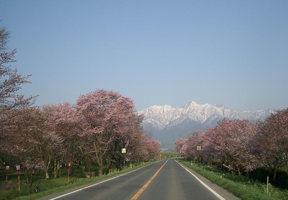 富良野　櫻花