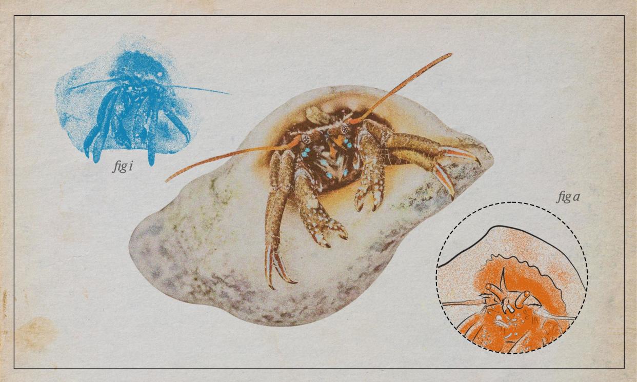 <span>St Piran’s hermit crab – known to repurpose dog whelks and empty periwinkles.</span><span>Composite: Guardian Design / Alamy / Shutterstock</span>