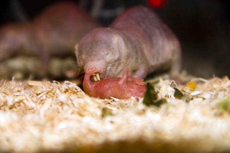 <span class="caption">Newborn naked mole-rats weigh as little as two grams.</span> <span class="attribution"><a class="link " href="https://www.shutterstock.com/image-photo/naked-mole-rat-heterocephalus-glaber-parenting-92428243?src=eigWgp4QzDpB0UBu2ObwzA-1-16&studio=1" rel="nofollow noopener" target="_blank" data-ylk="slk:belizar/Shutterstock;elm:context_link;itc:0;sec:content-canvas">belizar/Shutterstock</a></span>