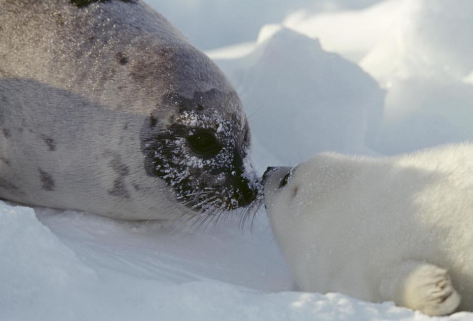 A harp seal seen on the Magdalen Islands, Quebec, Canada. / Credit: C. Dani & I. Jeske / De Agostini Picture Library via Getty Images