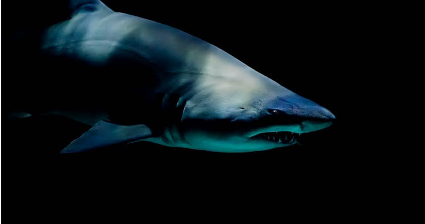 澳洲庫吉水族館一隻虎鯊吐出一截人類斷臂，牽扯出一宗離奇的謀殺案。（示意圖／Unplash）