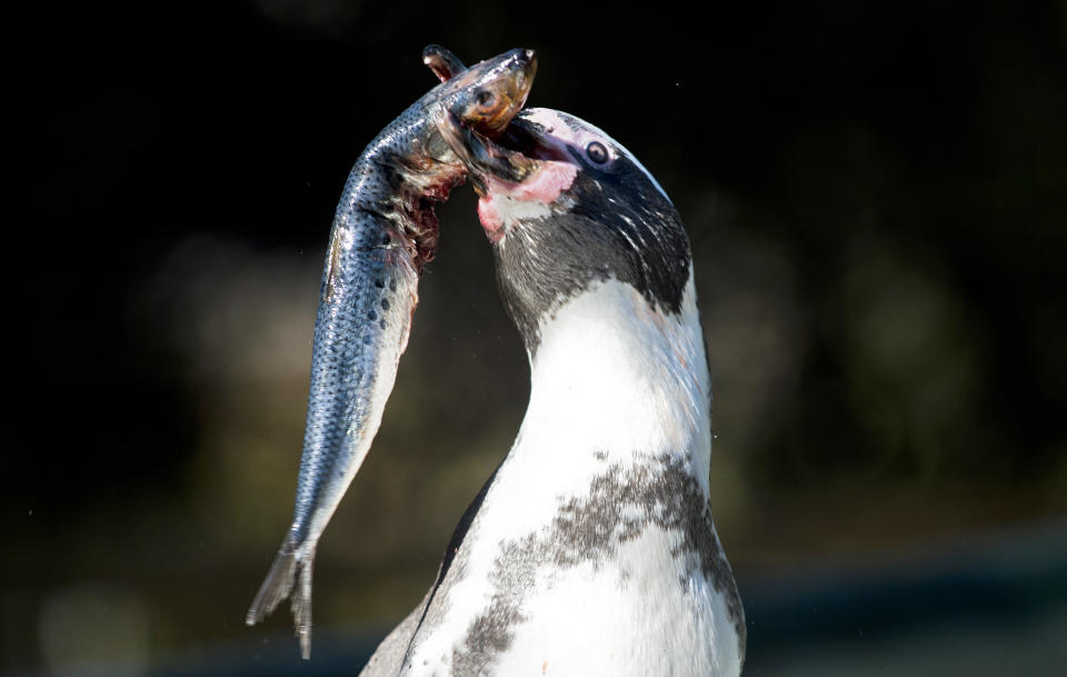 A Humboldt penguin eats a sardine at Santiago's zoo on April 3, 2013. The El Nino phenomenon and the action of fishermen, whose nets tangle up hundreds of penguins each year, threaten the species in the area of Pajaros Ninos island. (MARTIN BERNETTI/AFP/Getty Images)