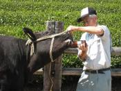 Forget kobe beef: On the hunt for Matsusaka wagyu – Japan’s most expensive (and tastiest) steak