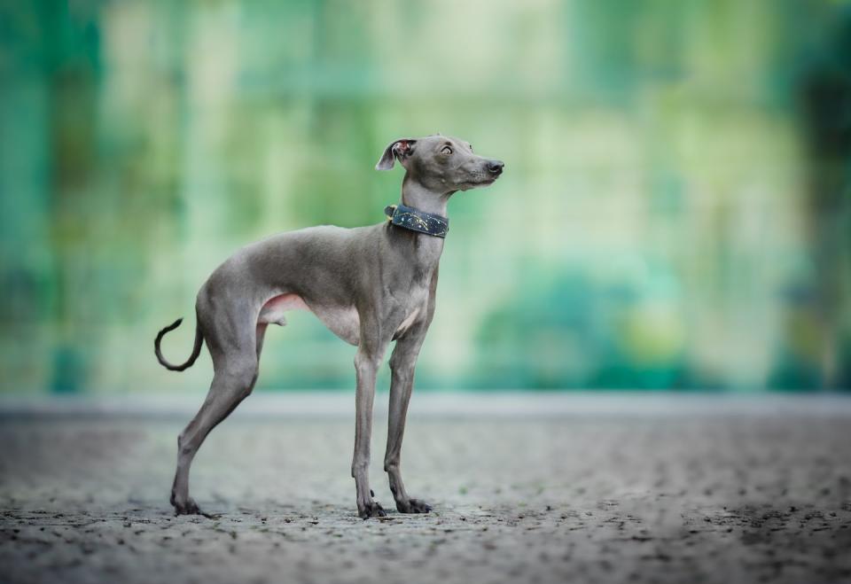 thin gray italian greyhound with thick collar in profile, standing on road